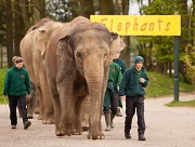 26th May 2012 - Elephants