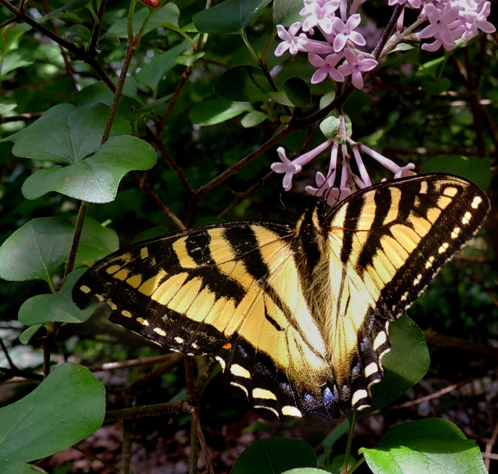 Tiger Swallowtail by sunnygreenwood