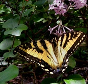 29th May 2012 - Tiger Swallowtail