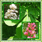 29th May 2012 - Horse Chestnut