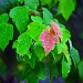 New leaves after a rain by soboy5