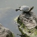 Turtle Planking by alophoto