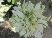 29th May 2012 - hostas with variegated leaves