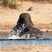 elephant in the bath by peadar