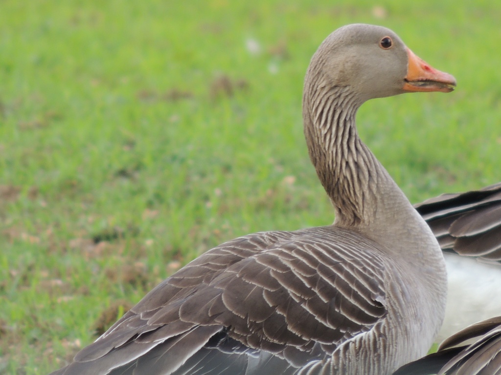 Grey legged goose by rosiekind