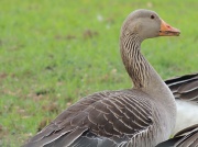 29th May 2012 - Grey legged goose
