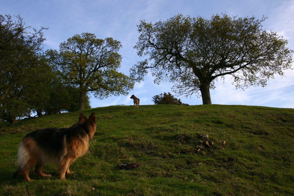 Just The Dogs, The Hill, and a Nice Evening Walk by shepherdman