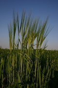 27th May 2012 - Ears of Barley