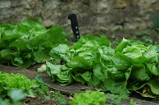 27th May 2012 - The snail in lettuce
