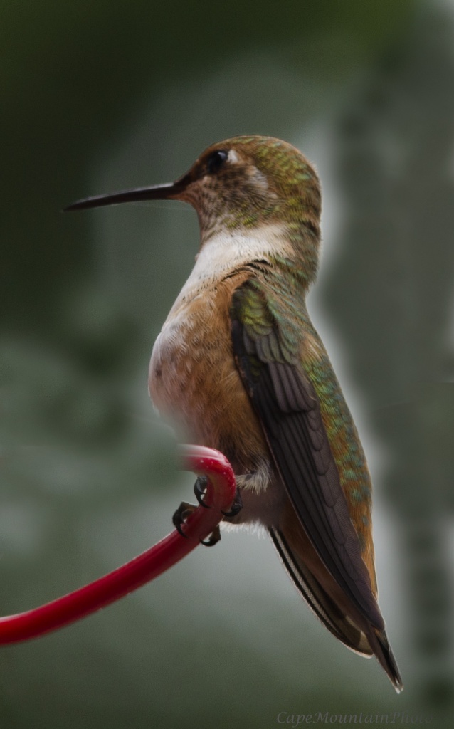 Hummingbird at the Feeder by jgpittenger