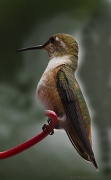 29th May 2012 - Hummingbird at the Feeder