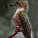 Hummingbird at the Feeder by jgpittenger