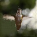 Hummer Flying by jgpittenger