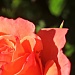 Orange rose by madamelucy