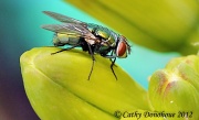 29th May 2012 - The Fly