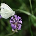 butterfly on lavender flower by meoprisan