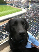 26th Apr 2012 - take me out to the ball game/ working dog