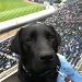 take me out to the ball game/ working dog by corktownmum