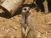 26th May 2012 - Meerkat