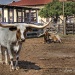 Longhorn Cattle by lynne5477