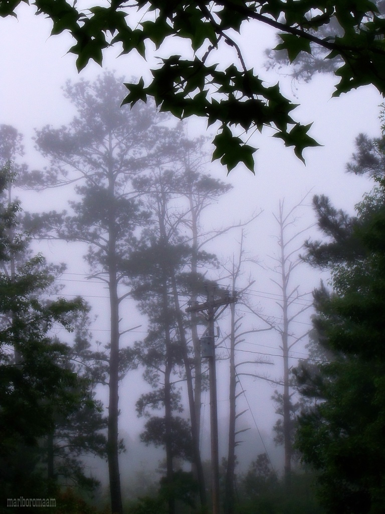 Another fog shot... by marlboromaam