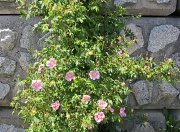 29th May 2012 - Wall Flowers