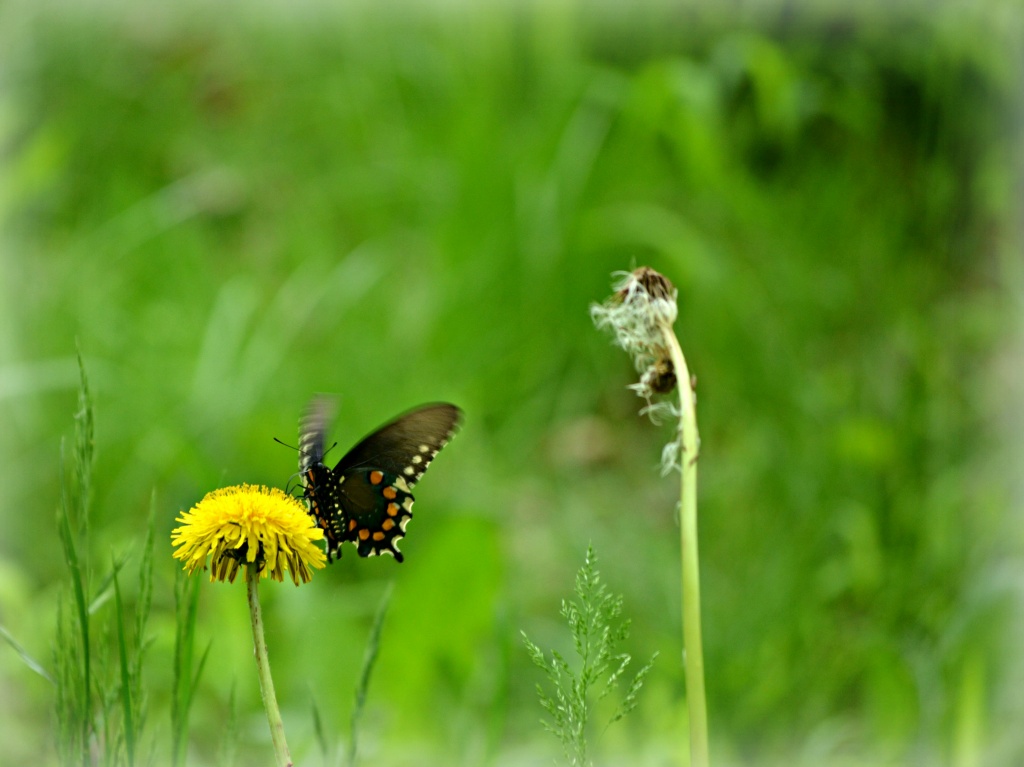 Butterfly  by myhrhelper