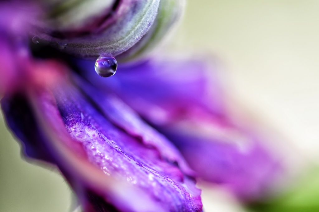 Rainy Day Clematis by lstasel