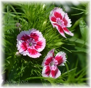29th May 2012 - dianthus