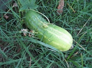 29th May 2012 - cucumber