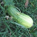 cucumber by ambler