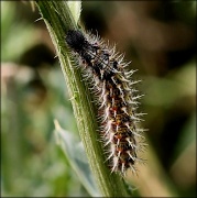 29th May 2012 - Painted Lady Caterpillar