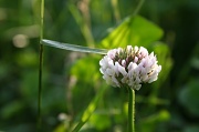 29th May 2012 - Simple as Clover