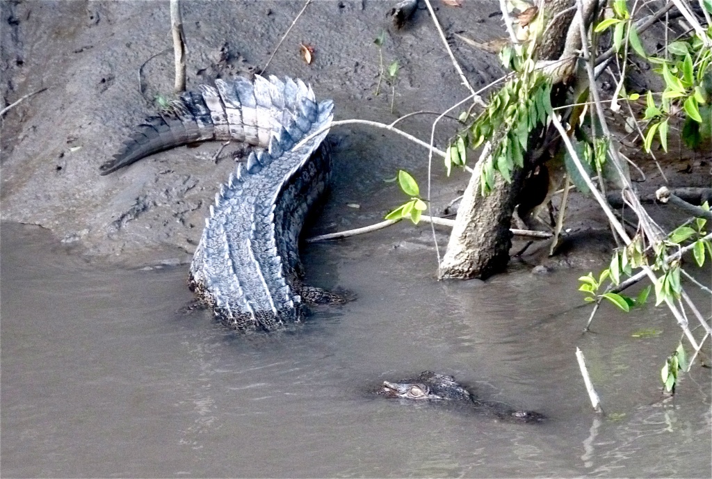 Crocodile by kjarn