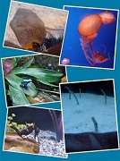 26th May 2012 - Sea Life Aquarium