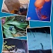 Sea Life Aquarium by marilyn