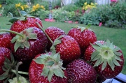 24th Jun 2010 - Quebec strawberries