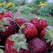 Quebec strawberries by dora