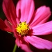 Cosmos Flower  by exposure4u