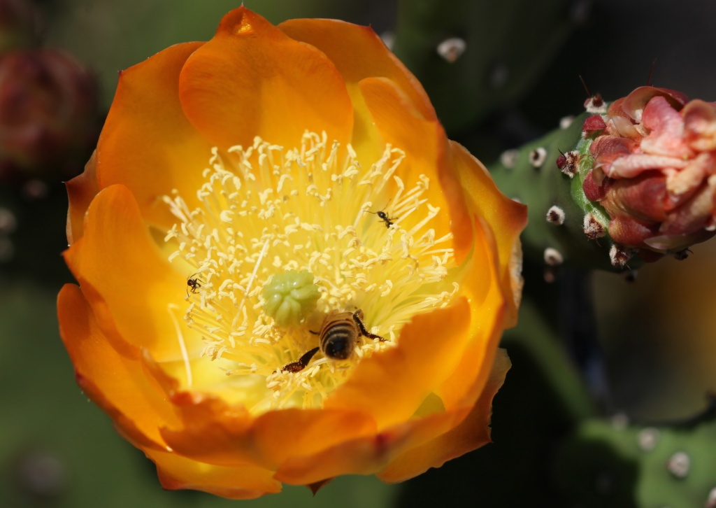 This bee likes to immerse himself in his work by lbmcshutter