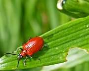 30th May 2012 - lily beetle......