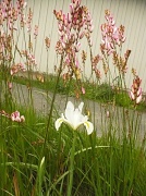 30th May 2012 - White Iris and ???