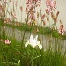 White Iris and ??? by pandorasecho
