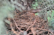 24th Jun 2010 - empty nest