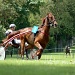 Horse race by parisouailleurs