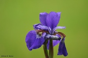 30th May 2012 - Iris