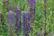 30th May 2012 - A Field of Lupines