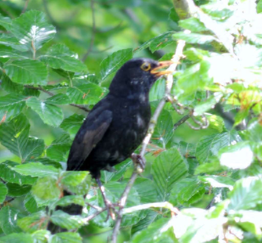 Blackbird angrily shouting at the magpie by rosiekind