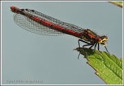 30th May 2012 - Dragonfly