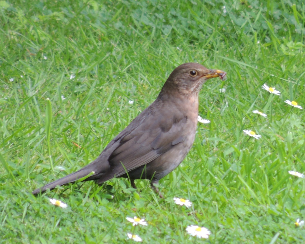 Mrs Blackbird gathering food after all the shamozzle by rosiekind